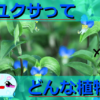 ツユクサの生態を解説！万葉集でも詠まれた青いお花の食べられる植物！